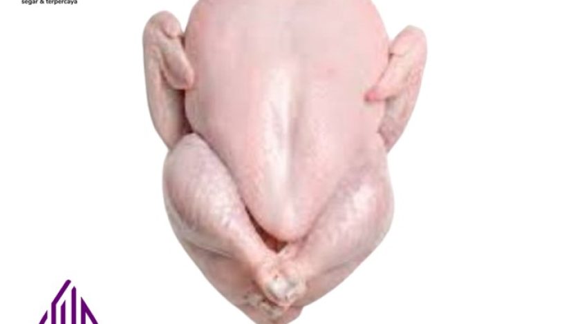 belanja ayam fresh online